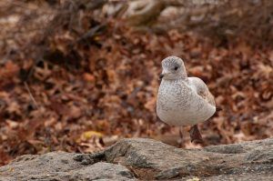 Bird, Battery Park, DE Dec. 2007