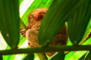 Tarsier at Philippine Tarsier Sanctuary 1