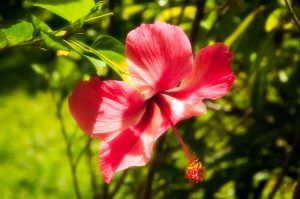 Flower at Philippine Tarsier Sanctuary