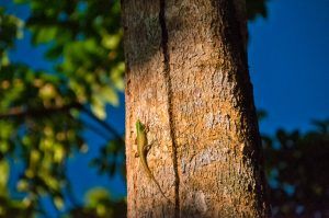 Lizard on tree, Simply Butterflies Conservation Center