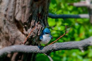 Bird closeup