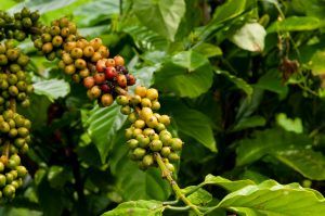 Fresh Coffee from the branch