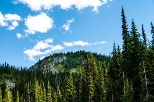 View in Mt. Rainier National Park