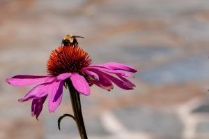 Bee on flower