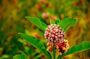 Flower in Shenandoah Virginia