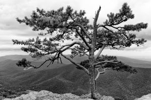 Tree in Shenandoah