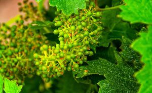 Grapes reaching for their prime