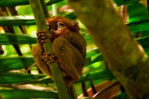 Tarsier Sanctuary-