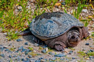 Turtle, Bombay Hook National Wildlife Refuge