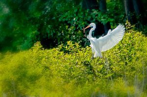 In flight-Bombay Hook National Wildlife Refuge