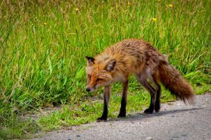 Fox at Bombay Hook National Wildlife Refuge