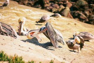 Brown (California) Pelican La Jolla Cove 2007 02
