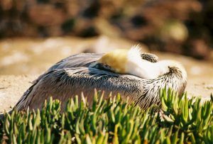 Brown (California) Pelican La Jolla Cove 2007 01