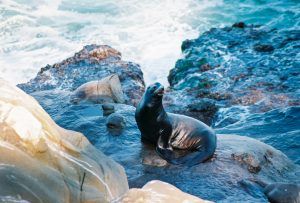 La Jolla Cove Sea Lion 2007