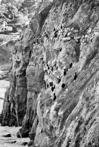 Brandt's Cormorant 01 Black & White 2007