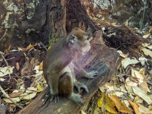 Palawan monkeys nature Philippines