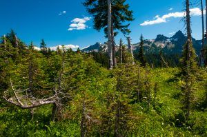 Mt. Rainier National Park view-05