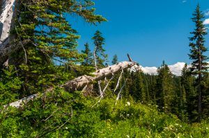 Mt. Rainier National Park View-06
