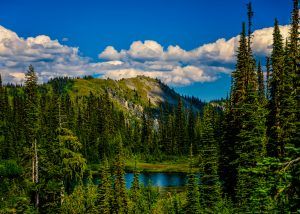 View in Mt. Rainier National Park