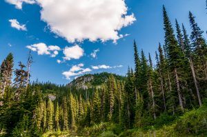 View in Mt. Rainier National Park 02