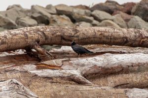 bird at La Push Beach