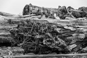 Log debris at La Push Beach-BW