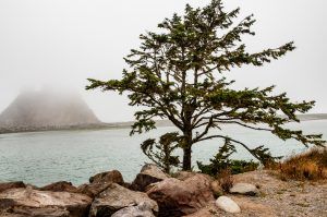 Tree at La Push Beach Olympic Peninsula, WA 2016
