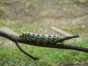 Caterpillar at Taal, Philippines