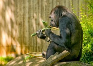 Eating bamboo 3 sml Portfolio mazier.org
