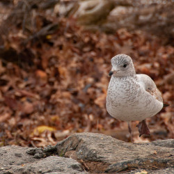 Bird, Battery Park, DE Dec. 2007 Bird, Battery Park, DE Dec. 2007