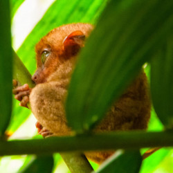 Tarsier at Philippine Tarsier Sanctuary 1