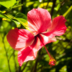 Flower at Philippine Tarsier Sanctuary Flower at Philippine Tarsier Sanctuary