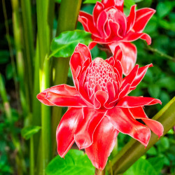 Flower at Simply Butterflies Conservation Center Flower, Bohol