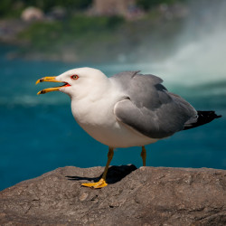 Seagull Niagara Falls, NY Seagull