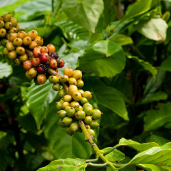 Fresh Coffee from the branch Fresh Coffee from the branch