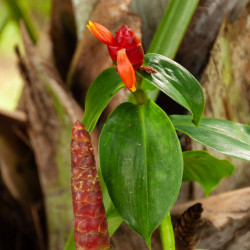 Flower in Quezon Flower in Quezon
