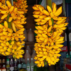Bunches of bananas-Roadside fruit stand Tagaytay Bunches of bananas