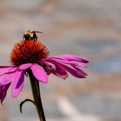 Bee on flower, Shenandoah, Virginia Bee on flower