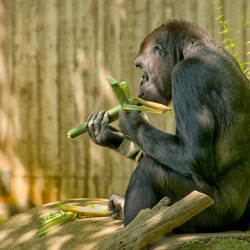Eating bamboo, National Zoo Washington DC Eating bamboo