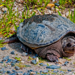 Turtle, Bombay Hook National Wildlife Refuge Delaware Turtle, Bombay Hook National Wildlife Refuge