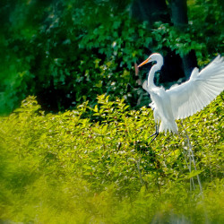 In flight-Bombay Hook National Wildlife Refuge Delaware In flight-Bombay Hook National Wildlife Refuge