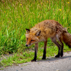 Fox at Bombay Hook National Wildlife Refuge Delaware Fox at Bombay Hook National Wildlife Refuge