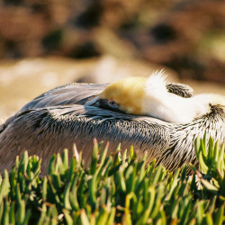 Brown (California) Pelican La Jolla Cove 2007 01