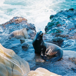 La Jolla Cove Sea Lion 2007 La Jolla Cove Sea Lion 2007