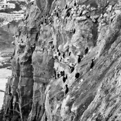 Brandt's Cormorant 01 Black & White 2007 Brandt's Cormorant 01 Black & White 2007