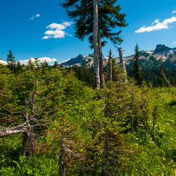 Mt. Rainier National Park view-05 Mt. Rainier National Park view-05