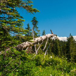 Mt. Rainier National Park View-06 Mt. Rainier National Park View-06