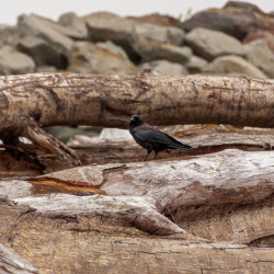 bird at La Push Beach Olympic Peninsula, WA 2016 bird at La Push Beach