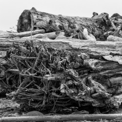 Log debris at La Push Beach Olympic Peninsula, WA 2016 BW Log debris at La Push Beach-BW