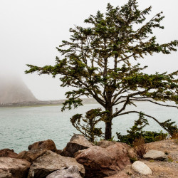 Tree at La Push Beach Olympic Peninsula, WA 2016 Tree at La Push Beach Olympic Peninsula, WA 2016